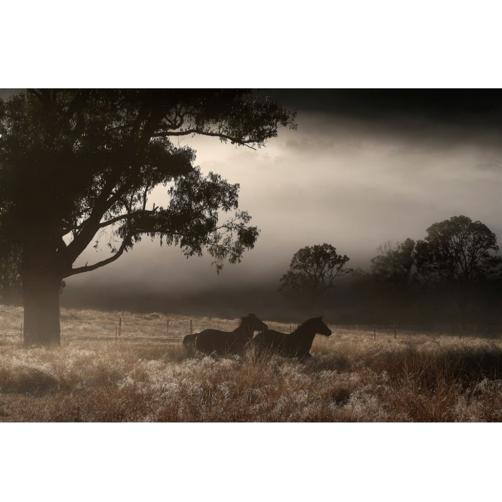 Horse Photo Cards by S Moore Jarman
