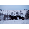 Horse Photo Cards by S Moore Jarman