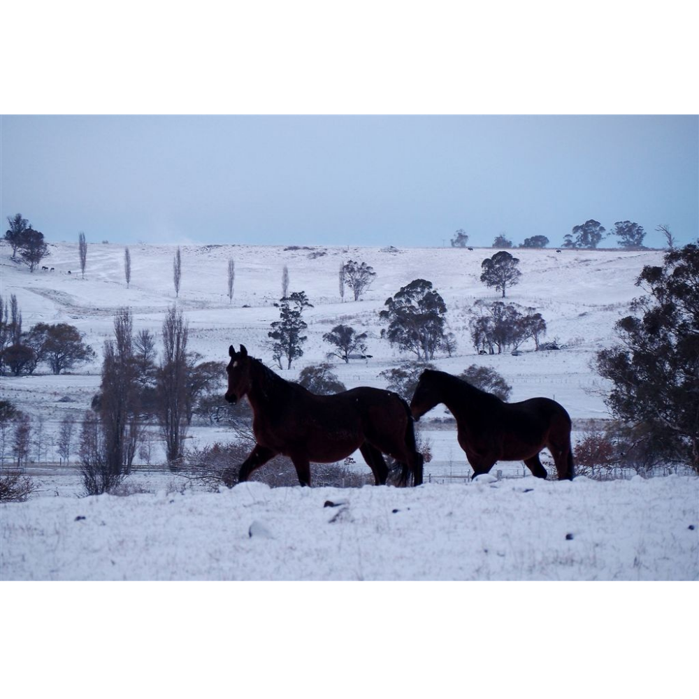 Horse Photo Cards by S Moore Jarman