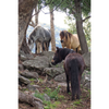 Horse Photo Cards by S Moore Jarman