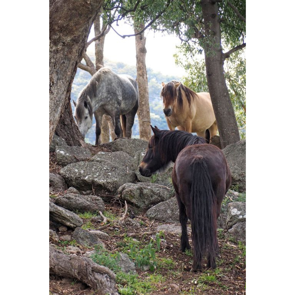 Horse Photo Cards by S Moore Jarman