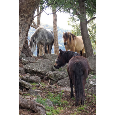 Horse Photo Cards by S Moore Jarman
