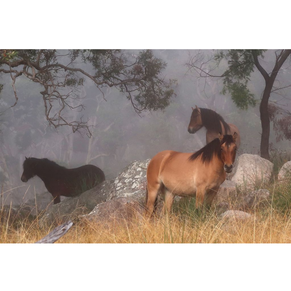 Horse Photo Cards by S Moore Jarman