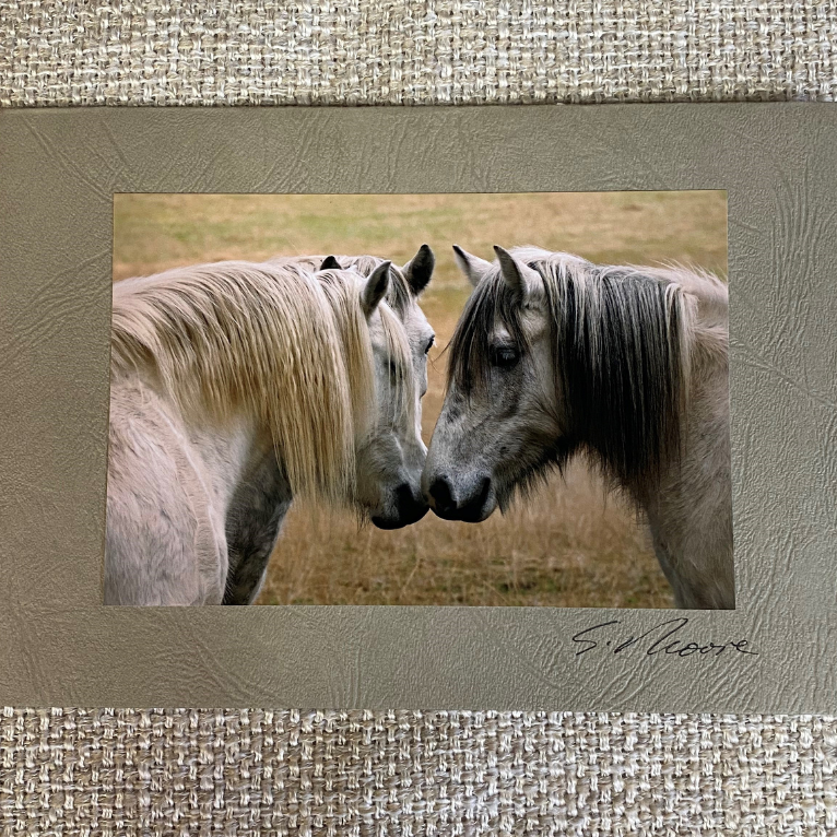 Horse Photo Cards by S Moore Jarman