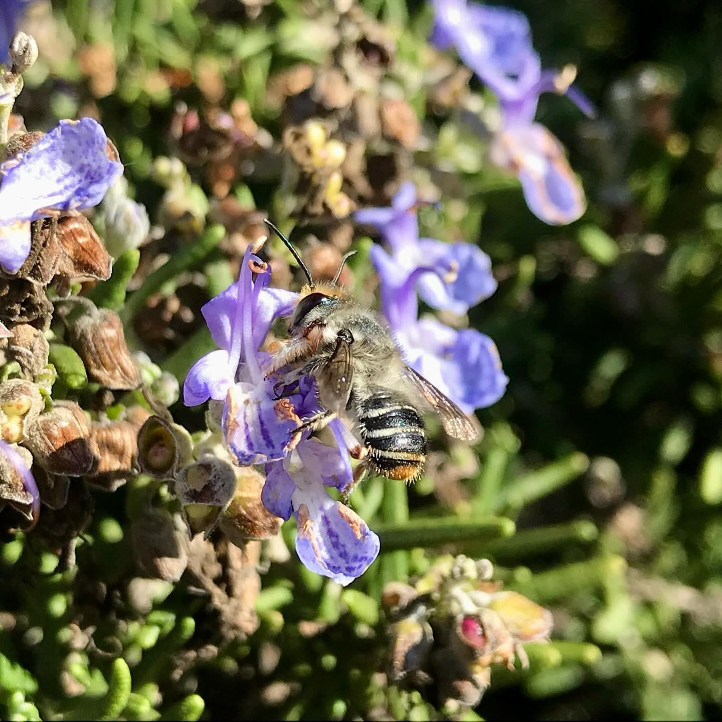 Melibee Honey Gift Box