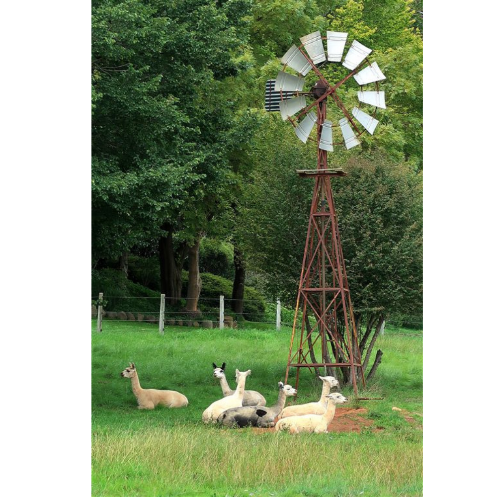 Photo Cards by Local Photographer Susan Jarman