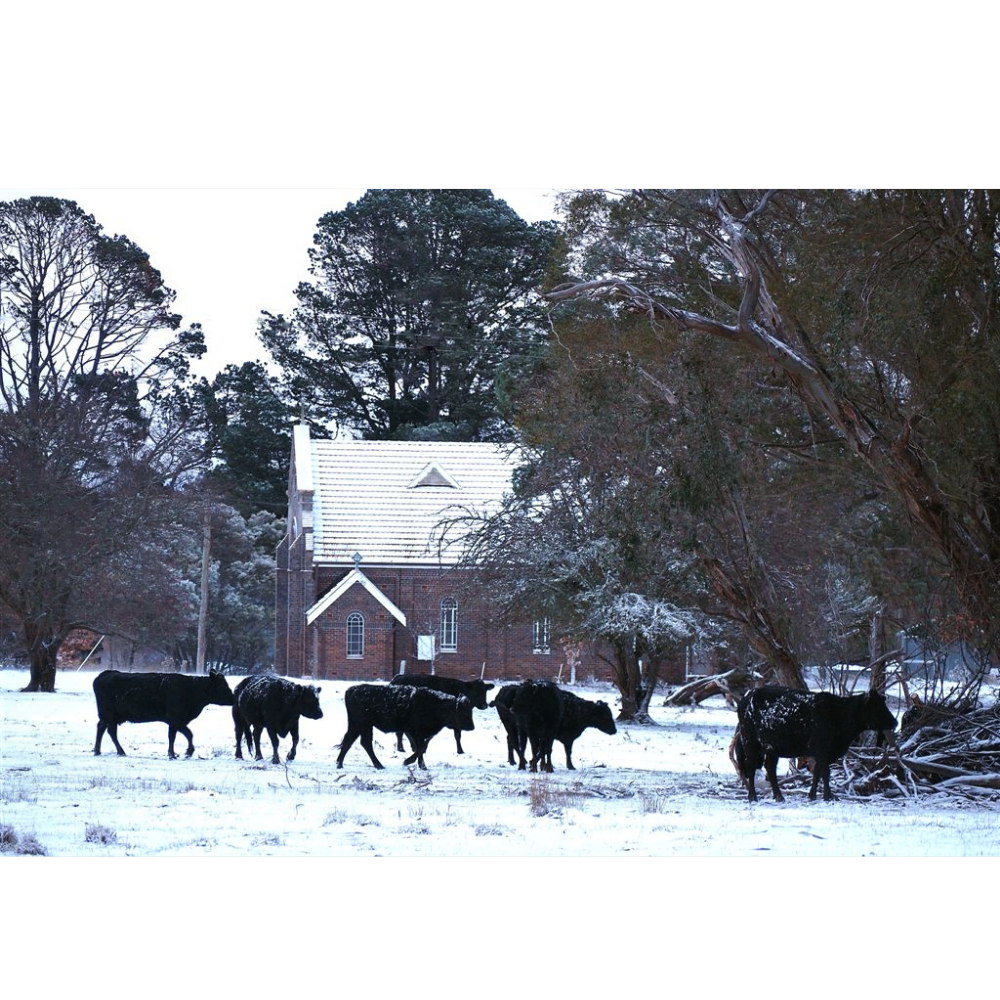 Cow Photo Cards by S Moore Jarman