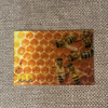 Bees on Honeycomb Postcard