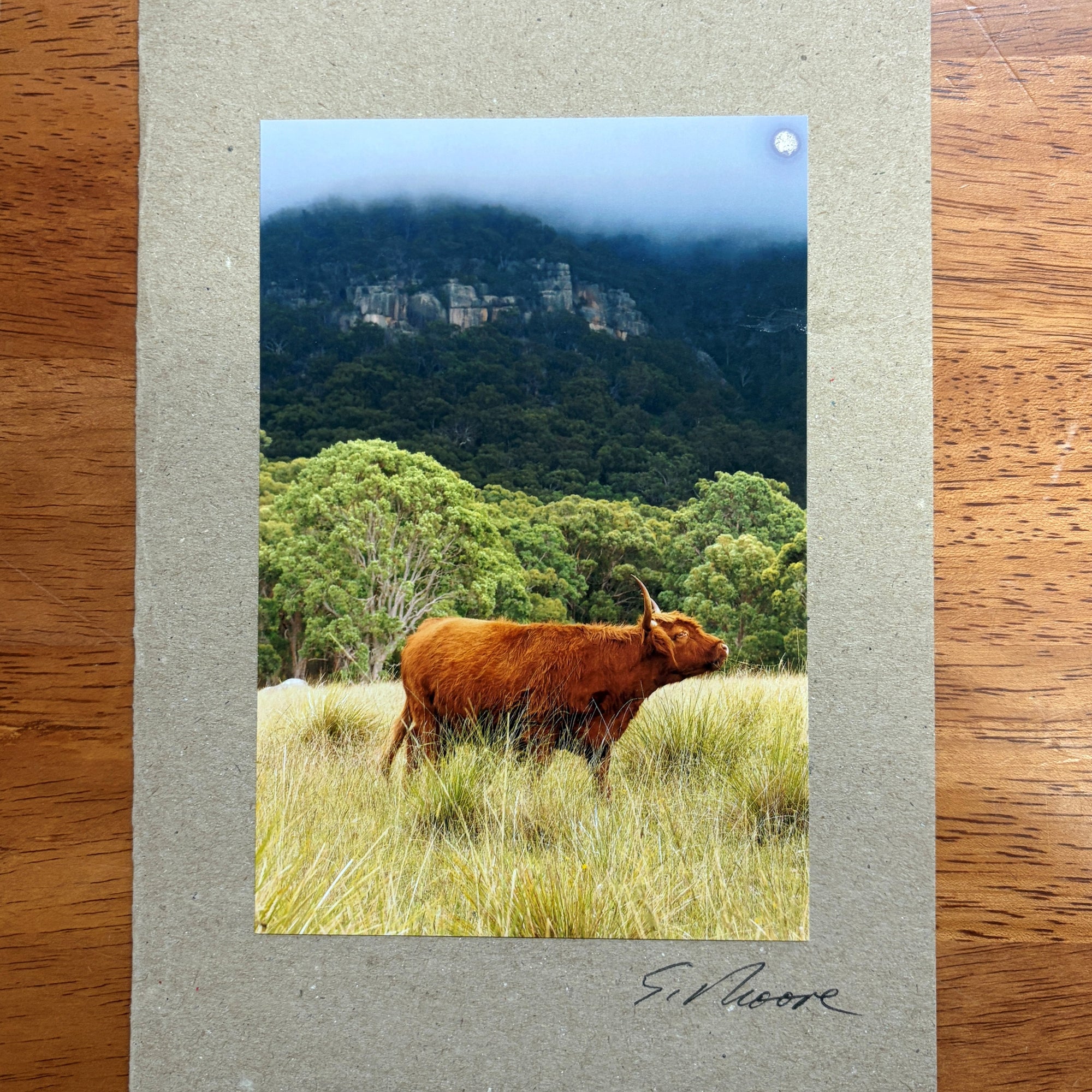 Cow Photo Cards by S Moore Jarman