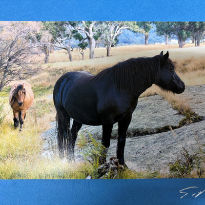 Horse Photo Cards by S Moore Jarman