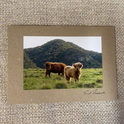 Cow Photo Cards by S Moore Jarman