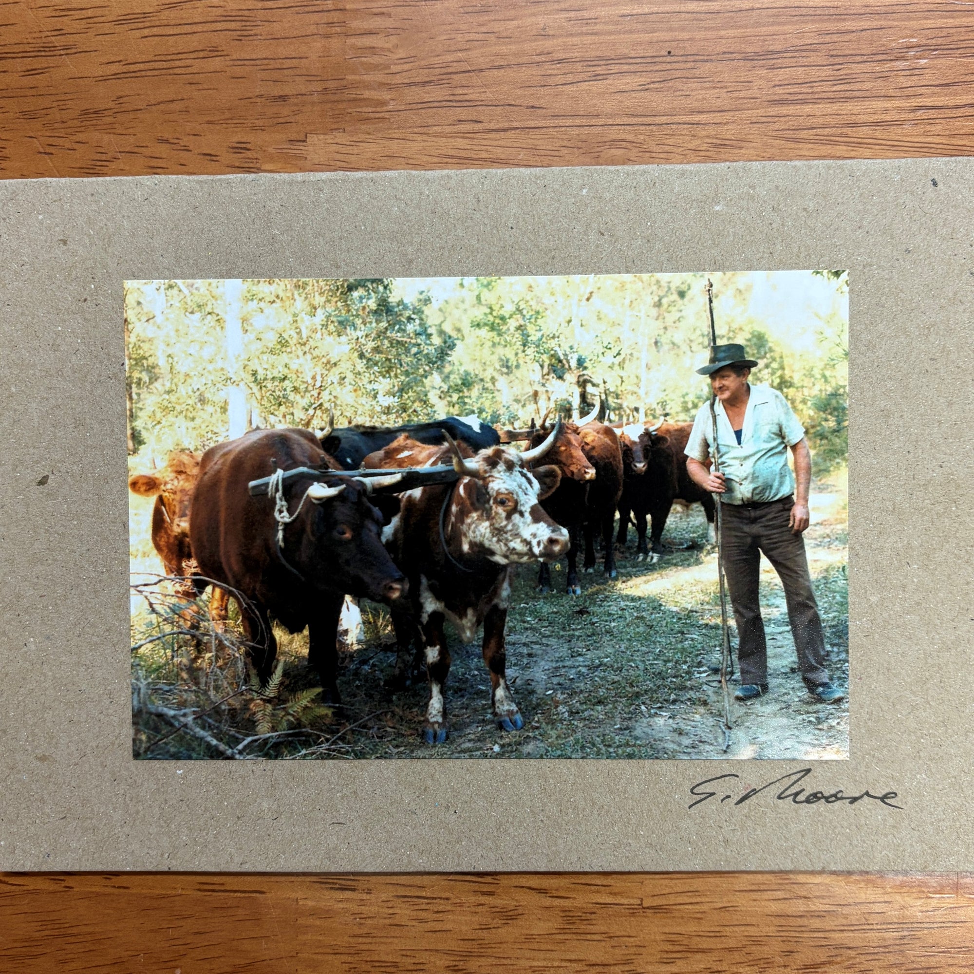 Cow Photo Cards by S Moore Jarman