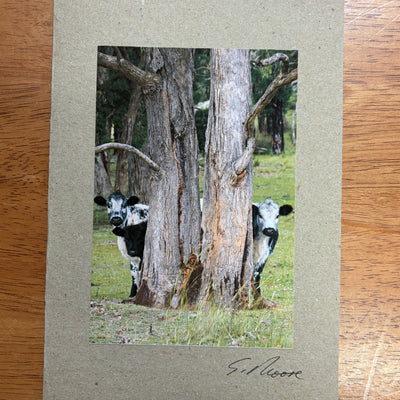 Cow Photo Cards by S Moore Jarman