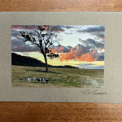 Cow Photo Cards by S Moore Jarman