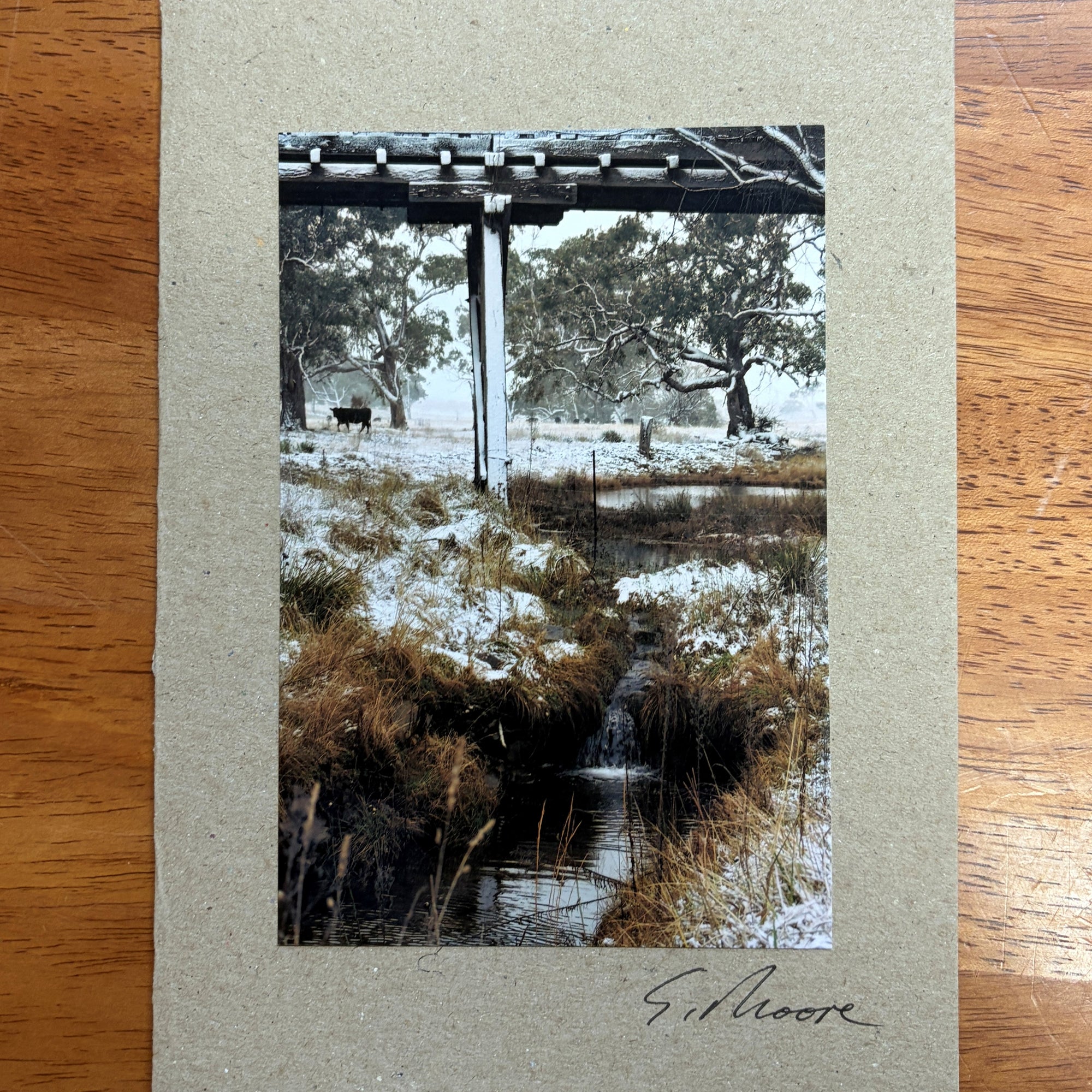 Cow Photo Cards by S Moore Jarman