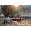 Cow Photo Cards by S Moore Jarman