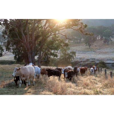 Cow Photo Cards by S Moore Jarman