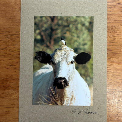 Cow Photo Cards by S Moore Jarman