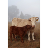 Cow Photo Cards by S Moore Jarman