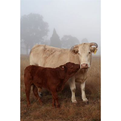 Cow Photo Cards by S Moore Jarman