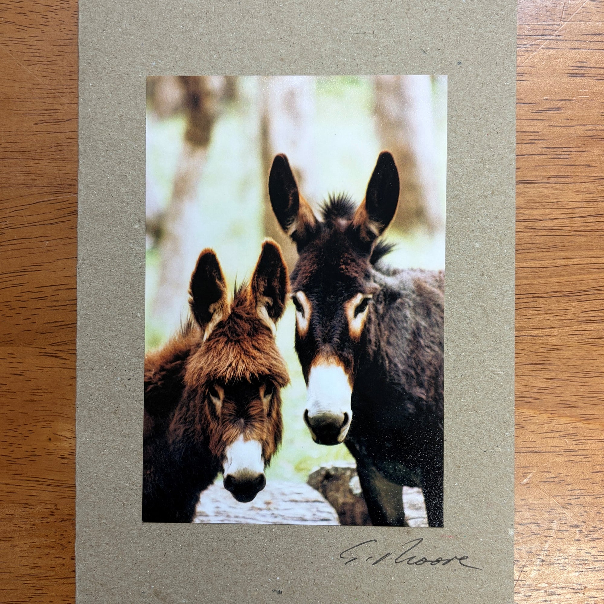 Photo Cards by Local Photographer Susan Jarman