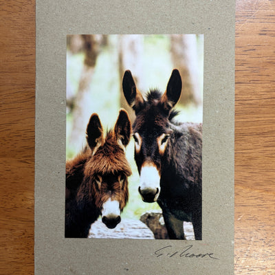 Photo Cards by Local Photographer Susan Jarman