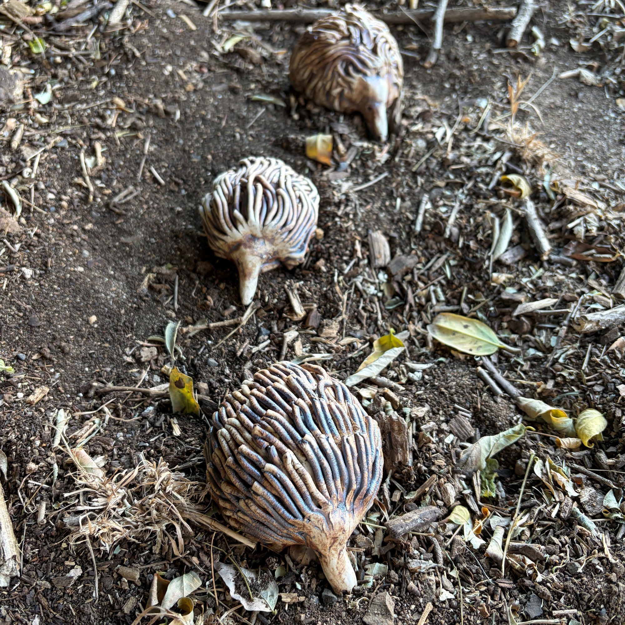 Hand Made Pottery Echidna