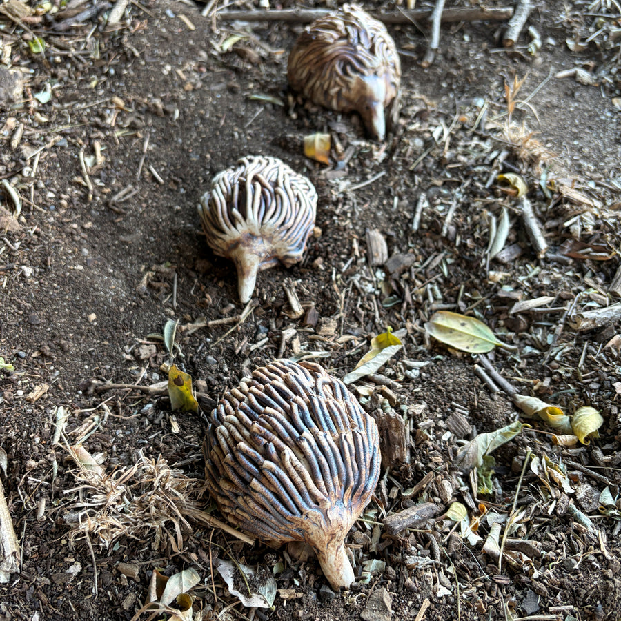 Hand Made Pottery Echidna