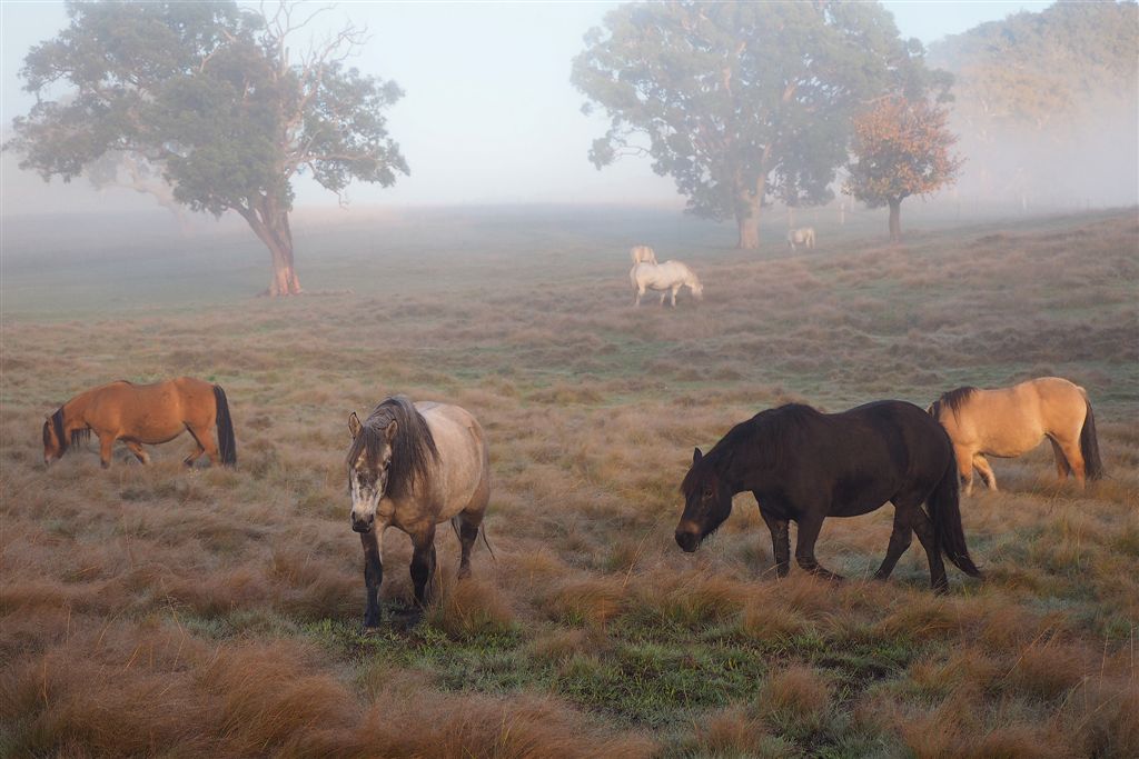 Horse Photo Cards by S Moore Jarman