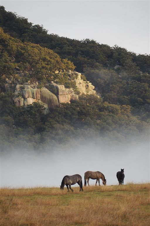 Horse Photo Cards by S Moore Jarman