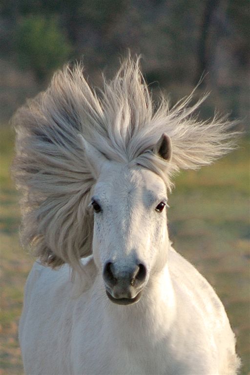 Horse Photo Cards by S Moore Jarman