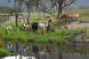 Cow Photo Cards by S Moore Jarman