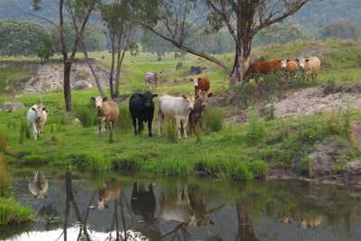 Cow Photo Cards by S Moore Jarman