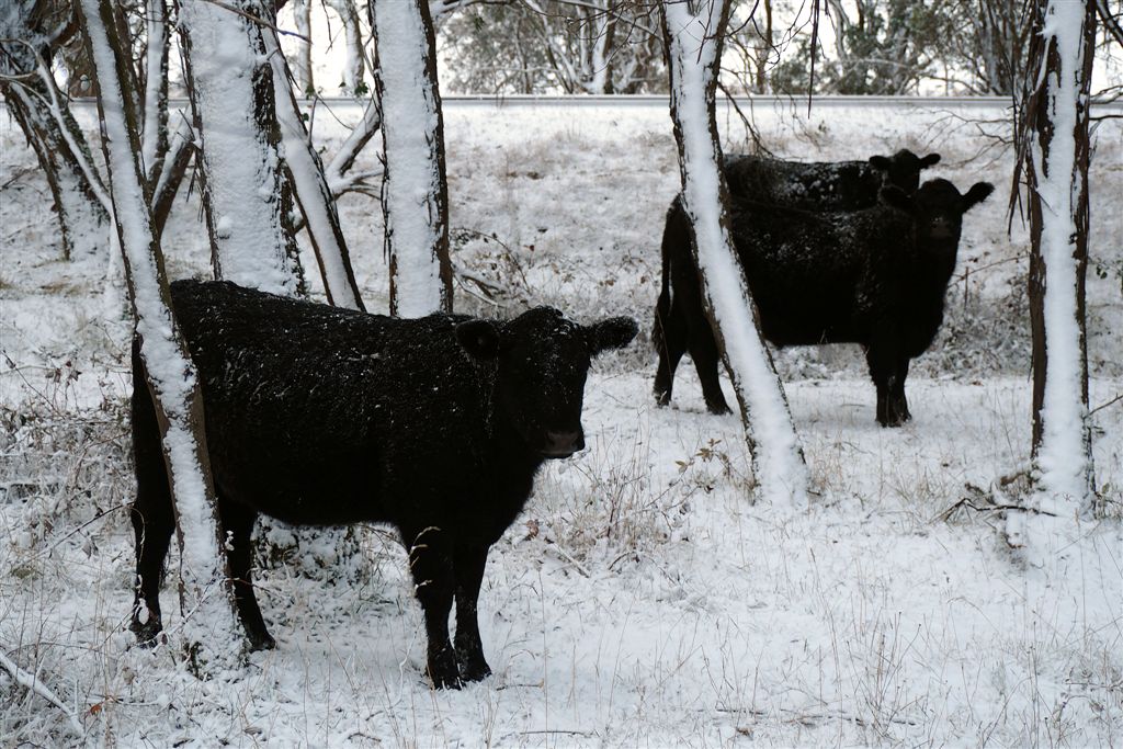 Cow Photo Cards by S Moore Jarman
