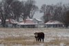 Cow Photo Cards by S Moore Jarman