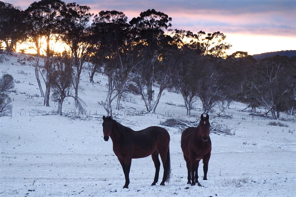 Horse Photo Cards by S Moore Jarman