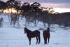 Horse Photo Cards by S Moore Jarman