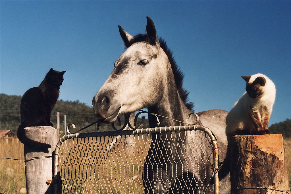 Horse Photo Cards by S Moore Jarman