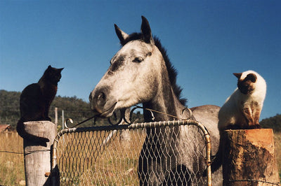 Horse Photo Cards by S Moore Jarman