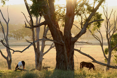 Horse Photo Cards by S Moore Jarman