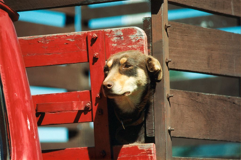 Photo Cards by Local Photographer Susan Jarman