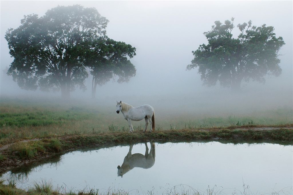 Horse Photo Cards by S Moore Jarman
