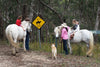 Horse Photo Cards by S Moore Jarman