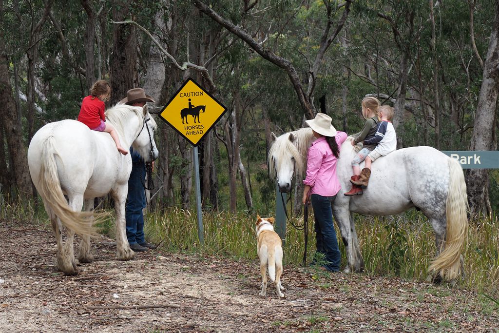 Horse Photo Cards by S Moore Jarman