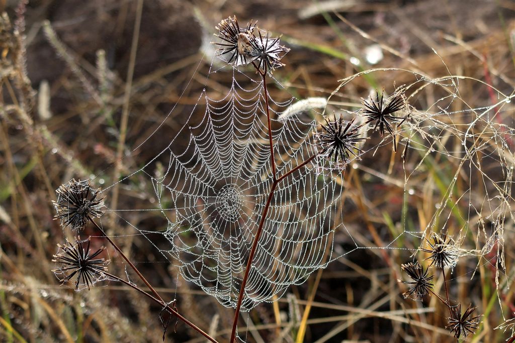 Photo Cards by Local Photographer Susan Jarman