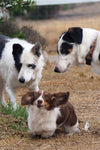 Photo Cards by Local Photographer Susan Jarman