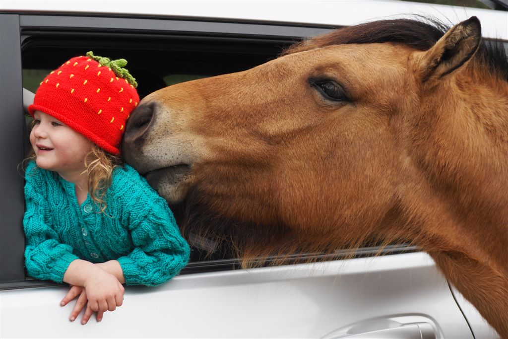Horse Photo Cards by S Moore Jarman
