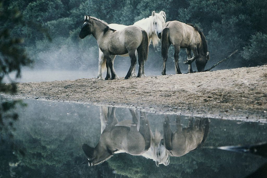 Horse Photo Cards by S Moore Jarman