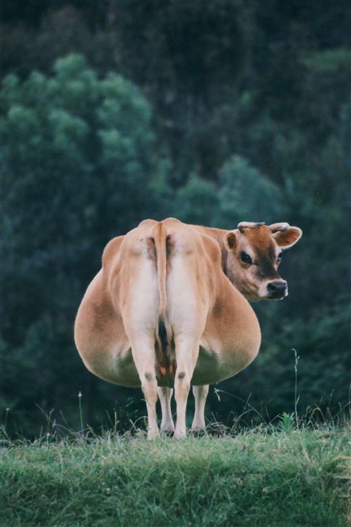 Cow Photo Cards by S Moore Jarman