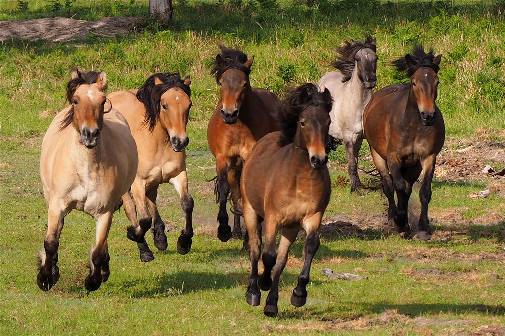 Horse Photo Cards by S Moore Jarman